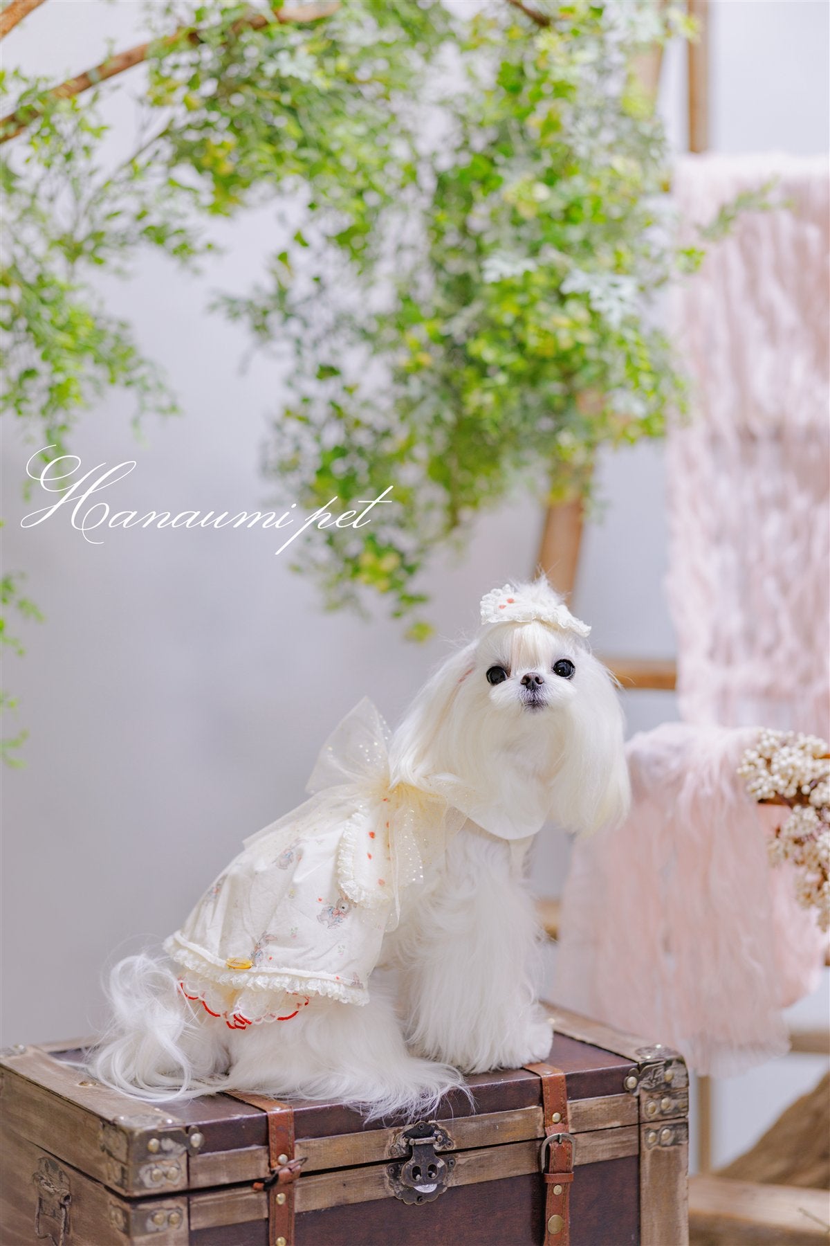 Hanaumi pet wearing a delicate outfit