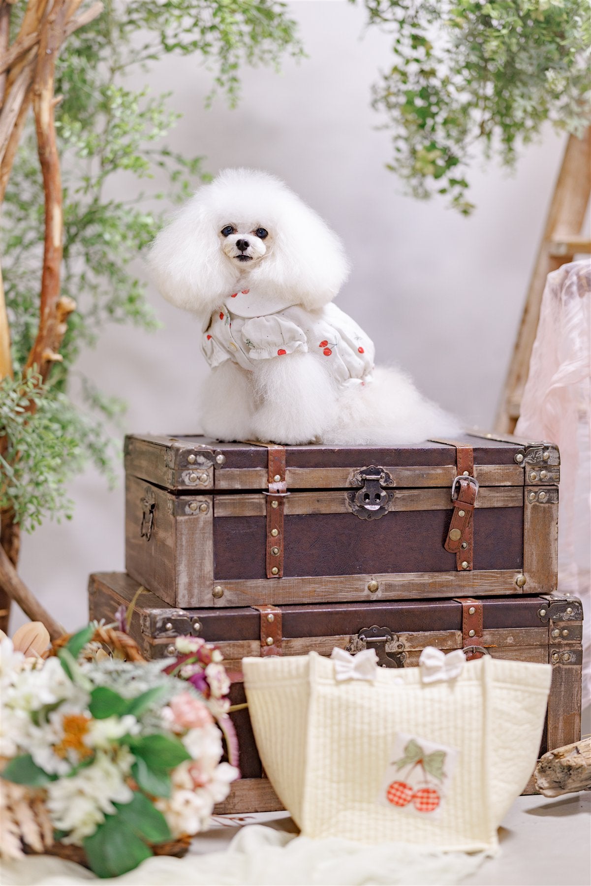 Hanaumi pet on vintage luggage